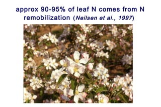 approx 90-95% of leaf N comes from N
  remobilization ( Neilsen et al., 1997 )
 