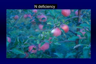 N deficiency
 