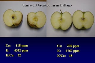 Fertilization icm-vacaria-toselli
