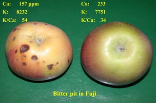 Ca:   157 ppm              Ca:       233
K:    8232                 K:    7751
K/Ca: 54                   K/Ca: 34




                Bitter pit in Fuji
 