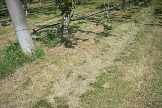 Fertilization icm-vacaria-toselli