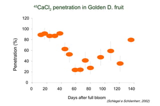 CaCl2 penetration in Golden D. fruit
                            45


                  120

                  100

                  80
Penetration (%)




                  60

                  40

                  20

                   0
                        0        20   40     60      80     100        120       140

                                           Days after full bloom
                                                                   (Schlegel e Schöenherr, 2002)
 