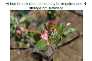 At bud breack root uptake may be impaired and N
              storage not sufficient
 