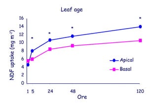 Leaf age
                      16                                      *
                      14
                                         *
NDF uptake (mg m-2)



                      12         *
                            *
                      10
                      8
                      6                             Apical
                      4                             Basal
                      2
                      0
                           1 5   24      48                  120
                                              Ore
 