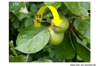 19
%




     www.ruhr-uni-bochum.de
 