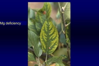 Mg deficiency
 