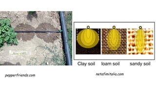 Clay soil      loam soil        sandy soil

pepperfriends.com               netafimitalia.com
 