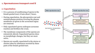 Capacitation Process Comprehensive Overview of Human Fertilization Process and Mechanisms | PDF