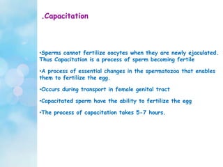 .Capacitation
•Sperms cannot fertilize oocytes when they are newly ejaculated.
Thus Capacitation is a process of sperm becoming fertile
•A process of essential changes in the spermatozoa that enables
them to fertilize the egg.
•Occurs during transport in female genital tract
•Capacitated sperm have the ability to fertilize the egg
•The process of capacitation takes 5-7 hours.
 