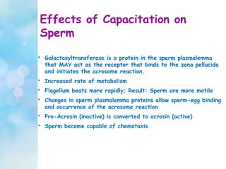 • Galactosyltransferase is a protein in the sperm plasmalemma
that MAY act as the receptor that binds to the zona pellucida
and initiates the acrosome reaction.
• Increased rate of metabolism
• Flagellum beats more rapidly; Result: Sperm are more motile
• Changes in sperm plasmalemma proteins allow sperm-egg binding
and occurrence of the acrosome reaction
• Pro-Acrosin (inactive) is converted to acrosin (active)
• Sperm become capable of chemotaxis
Effects of Capacitation on
Sperm
 