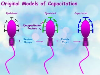 Original Models of Capacitation
Epididymal Capacitated
Female
Tract+
Ejaculated
Seminal
Plasma+
Decapacitation
Factors
 