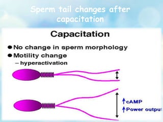 Sperm tail changes after
capacitation
 