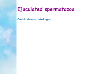 Ejaculated spermatozoa
Contain decapacitated agent.
 