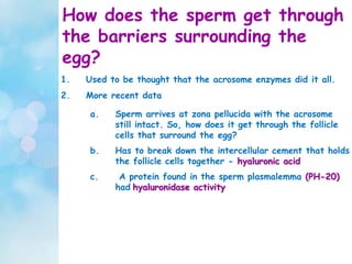 How does the sperm get through
the barriers surrounding the
egg?
1. Used to be thought that the acrosome enzymes did it all.
2. More recent data
a. Sperm arrives at zona pellucida with the acrosome
still intact. So, how does it get through the follicle
cells that surround the egg?
b. Has to break down the intercellular cement that holds
the follicle cells together - hyaluronic acid
c. A protein found in the sperm plasmalemma (PH-20)
had hyaluronidase activity.
 
