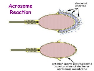Acrosome
Reaction
 