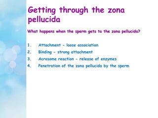 Getting through the zona
pellucida
What happens when the sperm gets to the zona pellucida?
1. Attachment - loose association
2. Binding - strong attachment
3. Acrosome reaction - release of enzymes
4. Penetration of the zona pellucida by the sperm
 