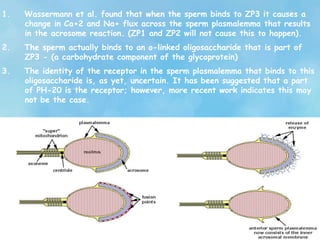 1. Wassermann et al. found that when the sperm binds to ZP3 it causes a
change in Ca+2 and Na+ flux across the sperm plasmalemma that results
in the acrosome reaction. (ZP1 and ZP2 will not cause this to happen).
2. The sperm actually binds to an o-linked oligosaccharide that is part of
ZP3 - (a carbohydrate component of the glycoprotein)
3. The identity of the receptor in the sperm plasmalemma that binds to this
oligosaccharide is, as yet, uncertain. It has been suggested that a part
of PH-20 is the receptor; however, more recent work indicates this may
not be the case.
 