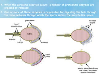 4. When the acrosome reaction occurs, a number of proteolytic enzymes are
exposed or released.
5. One or more of these enzymes is responsible for digesting the hole through
the zona pellucida through which the sperm enters the perivitelline space.
 