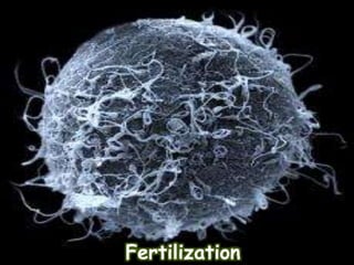 Fertilization
 