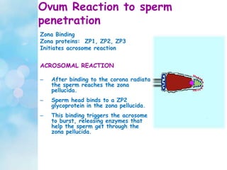 Ovum Reaction to sperm
penetration
Zona Binding
Zona proteins: ZP1, ZP2, ZP3
Initiates acrosome reaction
ACROSOMAL REACTION
– After binding to the corona radiata
the sperm reaches the zona
pellucida.
– Sperm head binds to a ZP2
glycoprotein in the zona pellucida.
– This binding triggers the acrosome
to burst, releasing enzymes that
help the sperm get through the
zona pellucida.
 