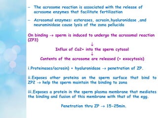 – The acrosome reaction is associated with the release of
acrosome enzymes that facilitate fertilization
– Acrosomal enzymes: esterases, acrosin,hyaluronidase ,and
neuraminidase cause lysis of the zona pellucida
On binding  sperm is induced to undergo the acrosomal reaction
(ZP3)

Influx of Ca2+ into the sperm cytosol

Contents of the acrosome are released (+ exocytosis)
i.Proteinases/acrosin) + hyaluronidase  penetration of ZP.
ii.Exposes other proteins on the sperm surface that bind to
ZP2  help the sperm maintain the binding to zona
iii.Exposes a protein in the sperm plasma membrane that mediates
the binding and fusion of this membrane with that of the egg.
Penetration thru ZP  15-25min.
 