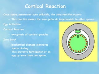 Cortical Reaction
Once sperm penetrates zona pellucida, the zona reaction occurs:
– This reaction makes the zona pellucida impermeable to other sperms.
Egg Activation
Cortical Reaction
– exocytosis of cortical granules
Zona block
– biochemical changes eliminates
sperm binding
– This prevents fertilization of an
egg by more than one sperm.
 