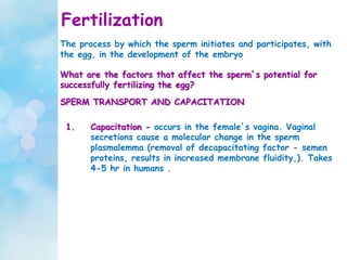 Fertilization
What are the factors that affect the sperm’s potential for
successfully fertilizing the egg?
SPERM TRANSPORT AND CAPACITATION
The process by which the sperm initiates and participates, with
the egg, in the development of the embryo
1. Capacitation - occurs in the female’s vagina. Vaginal
secretions cause a molecular change in the sperm
plasmalemma (removal of decapacitating factor - semen
proteins, results in increased membrane fluidity,). Takes
4-5 hr in humans .
 