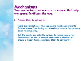 Mechanisms
i. Primary block to polyspermy
• Rapid depolarization of the egg plasma membrane prevents
further sperm from fusing and thereby acts as a fast primary
block to polyspermy.
• But the membrane potential returns to normal soon after
fertilization, so that a second mechanism is required to
ensure a longer-term, secondary block to polyspermy.
Two mechanisms can operate to ensure that only
one sperm fertilizes the egg.
 