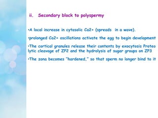 ii. Secondary block to polyspermy
•A local increase in cytosolic Ca2+ (spreads in a wave).
•prolonged Ca2+ oscillations activate the egg to begin development
•The cortical granules release their contents by exocytosis Proteo
lytic cleavage of ZP2 and the hydrolysis of sugar groups on ZP3
•The zona becomes “hardened,” so that sperm no longer bind to it
 