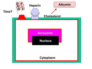 D F
Cytoplasm
Nucleus
AcrosomeAcrosome
GAG
Cholesterol
Chol-Acceptor
D F
D F
D F
D F
Heparin
Time?
Albumin
 