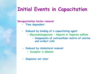 Initial Events in Capacitation
Decapacitation factor removal
– Time dependent
– Induced by binding of a capacitating agent
• Glycosaminoglycans - heparin or heparan sulfate
– Components of extracellular matrix of uterine
and oviduct cells
– Induced by cholesterol removal
• Acceptor is albumin
– Sequence not clear
 