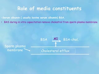 Role of media constituents
-Serum albumin ( usually bovine serum albumin) BSA.
• BAS during in vitro capacitation remove cholestrol from sperm plasma membrane.
BSA A1 BSA-chol.
Sperm plasma
membrane Cholesterol efflux
 