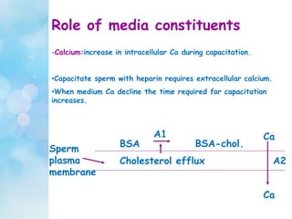Role of media constituents
-Calcium:increase in intracellular Ca during capacitation.
•Capacitate sperm with heparin requires extracellular calcium.
•When medium Ca decline the time required for capacitation
increases.
Sperm
plasma
membrane
Cholesterol efflux
BSA BSA-chol.
Ca
Ca
A2
A1
 