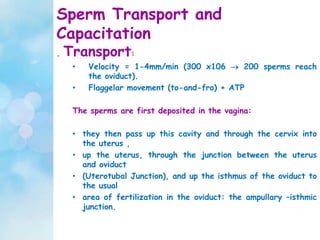 Sperm Transport and
Capacitation
. Transport:
• Velocity = 1-4mm/min (300 x106  200 sperms reach
the oviduct).
• Flaggelar movement (to-and-fro) + ATP
The sperms are first deposited in the vagina:
• they then pass up this cavity and through the cervix into
the uterus ,
• up the uterus, through the junction between the uterus
and oviduct
• (Uterotubal Junction), and up the isthmus of the oviduct to
the usual
• area of fertilization in the oviduct: the ampullary –isthmic
junction.
 