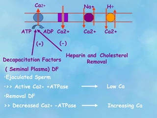 ATP ADP
(+)
Decapacitation Factors
( Seminal Plasma) DF
Ca2+
•Ejaculated Sperm
•>> Active Ca2+ +ATPase
•Removal DF
>> Decreased Ca2+ -ATPase
Low Ca
(-)
Heparin and Cholesterol
Removal
Ca2+ Ca2+
Na+
Ca2+
H+
Increasing Ca
 
