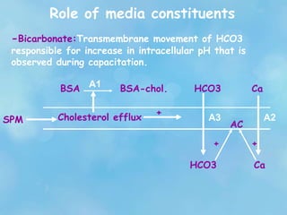 Role of media constituents
-Bicarbonate:Transmembrane movement of HCO3
responsible for increase in intracellular pH that is
observed during capacitation.
SPM Cholesterol efflux
BSA BSA-chol.A1 Ca
Ca
A2
+
HCO3
HCO3
A3
AC
+ +
 