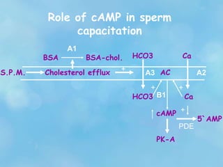 S.P.M. Cholesterol efflux
BSA
A1
BSA-chol.
+
HCO3
HCO3
A3
Ca
A2
Ca
+ +
AC
cAMP
PDE
+
PK-A
5`AMP
Role of cAMP in sperm
capacitation
B1
 