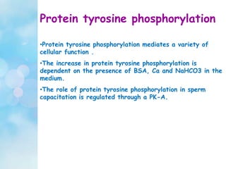 Protein tyrosine phosphorylation
•Protein tyrosine phosphorylation mediates a variety of
cellular function .
•The increase in protein tyrosine phosphorylation is
dependent on the presence of BSA, Ca and NaHCO3 in the
medium.
•The role of protein tyrosine phosphorylation in sperm
capacitation is regulated through a PK-A.
 