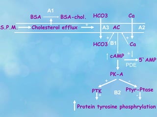 S.P.M. Cholesterol efflux
BSA
A1
BSA-chol.
+
HCO3
HCO3
A3
Ca
A2
Ca
+ +
AC
cAMP
PDE
+
PK-A
5`AMP
B1
PTK
+
+
-
Ptyr-Ptase
-
Protein tyrosine phosphrylation
B2
 
