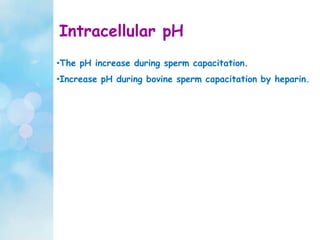 Intracellular pH
•The pH increase during sperm capacitation.
•Increase pH during bovine sperm capacitation by heparin.
 