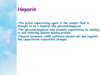 Heparin
•The active capacitating agent in the oviduct fluid is
thought to be a heparin-like glycosaminoglycan.
•The glycosaminoglycan may promote capacitation by binding
to and removing seminal plasma protein.
•Heparin increases cAMP synthesis,elevate pH and regulate
the capacitation-associated changes.
 