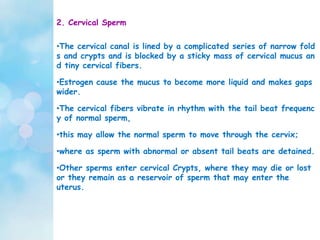 2. Cervical Sperm
•The cervical canal is lined by a complicated series of narrow fold
s and crypts and is blocked by a sticky mass of cervical mucus an
d tiny cervical fibers.
•Estrogen cause the mucus to become more liquid and makes gaps
wider.
•The cervical fibers vibrate in rhythm with the tail beat frequenc
y of normal sperm,
•this may allow the normal sperm to move through the cervix;
•where as sperm with abnormal or absent tail beats are detained.
•Other sperms enter cervical Crypts, where they may die or lost
or they remain as a reservoir of sperm that may enter the
uterus.
 