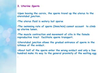 3. Uterine Sperm
•Upon leaving the cervix, the sperm travel up the uterus to the
uterotubal junction.
•The uterus fluid is watery but sparse
•The swimming rate of sperm (3mm/min) cannot account to climb
up uterine lumen.
•The muscle contraction and movement of cilia in the female
reproductive tract facilitate sperm transport.
•Uterotubal junction allows the gradual entrance of sperm in the
isthmus of the oviduct.
•About half of the sperm enter the wrong oviduct and only a few
hundred make its way to the general proximity of the waiting egg
.
 