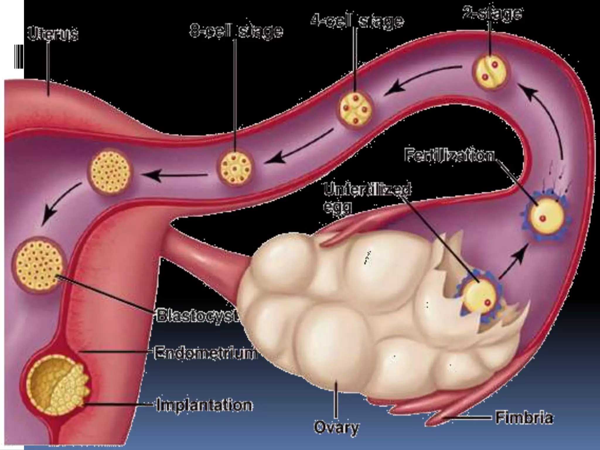 Fertilization,implantation and fetal development | PPTX