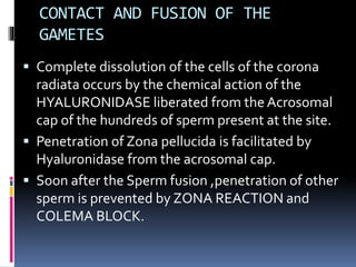 CONTACT AND FUSION OF THE
GAMETES
 Complete dissolution of the cells of the corona
radiata occurs by the chemical action of the
HYALURONIDASE liberated from the Acrosomal
cap of the hundreds of sperm present at the site.
 Penetration of Zona pellucida is facilitated by
Hyaluronidase from the acrosomal cap.
 Soon after the Sperm fusion ,penetration of other
sperm is prevented by ZONA REACTION and
COLEMA BLOCK.
 