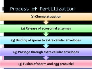 Process of Fertilization
(5) Fusion of sperm and egg pronuclei
(4) Passage through extra cellular envelopes
(3) Binding of sperm to extra cellular envelopes
(2) Release of acrosomal enzymes
(1) Chemo attraction
 