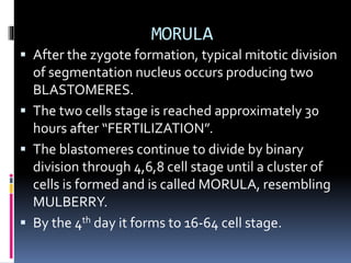 MORULA
 After the zygote formation, typical mitotic division
of segmentation nucleus occurs producing two
BLASTOMERES.
 The two cells stage is reached approximately 30
hours after “FERTILIZATION”.
 The blastomeres continue to divide by binary
division through 4,6,8 cell stage until a cluster of
cells is formed and is called MORULA, resembling
MULBERRY.
 By the 4th day it forms to 16-64 cell stage.
 
