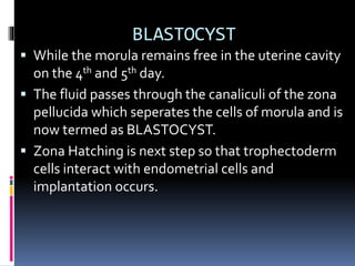 BLASTOCYST
 While the morula remains free in the uterine cavity
on the 4th and 5th day.
 The fluid passes through the canaliculi of the zona
pellucida which seperates the cells of morula and is
now termed as BLASTOCYST.
 Zona Hatching is next step so that trophectoderm
cells interact with endometrial cells and
implantation occurs.
 