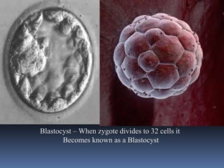Blastocyst – When zygote divides to 32 cells it
Becomes known as a Blastocyst
 