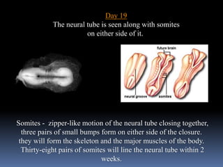 Day 19
The neural tube is seen along with somites
on either side of it.
Somites - zipper-like motion of the neural tube closing together,
three pairs of small bumps form on either side of the closure.
they will form the skeleton and the major muscles of the body.
Thirty-eight pairs of somites will line the neural tube within 2
weeks.
 